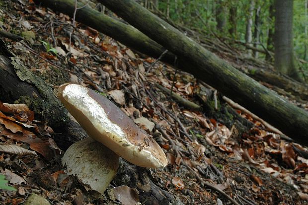 hríb smrekový Boletus edulis Bull.