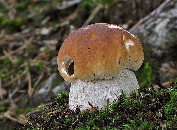 hríb smrekový Boletus edulis Bull.