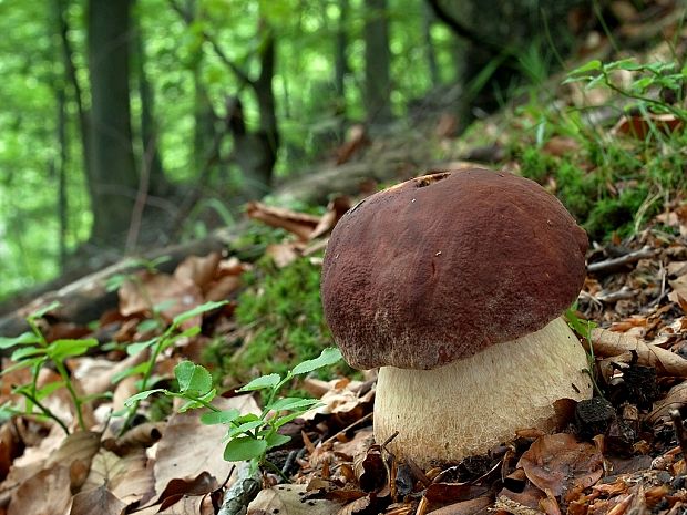 hríb sosnový Boletus pinophilus Pil. et Dermek in Pil.