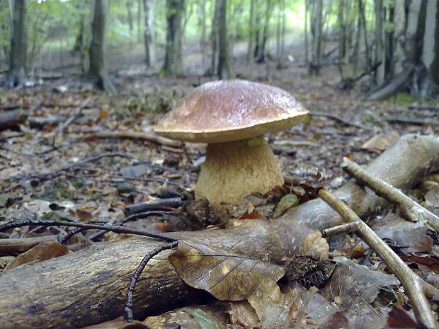 hríb sosnový Boletus pinophilus Pil. et Dermek in Pil.