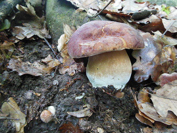 hríb dubový Boletus reticulatus Schaeff.