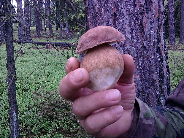 hríb Boletus sp.