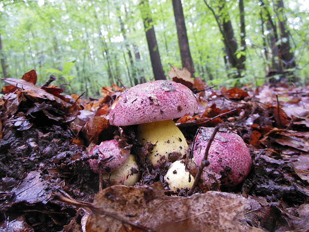 hríb kráľovský Butyriboletus regius (Krombh.) D. Arora & J.L. Frank