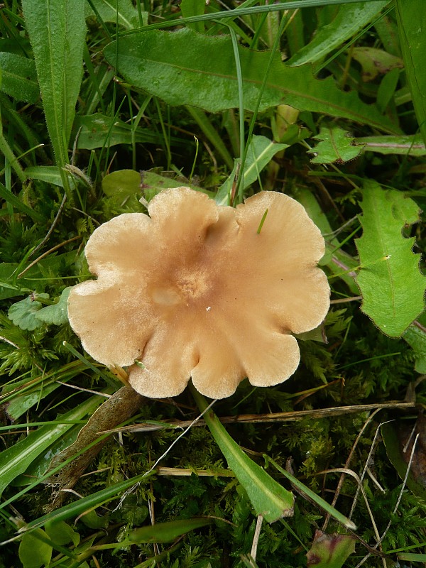 strmuľka Clitocybe sp.