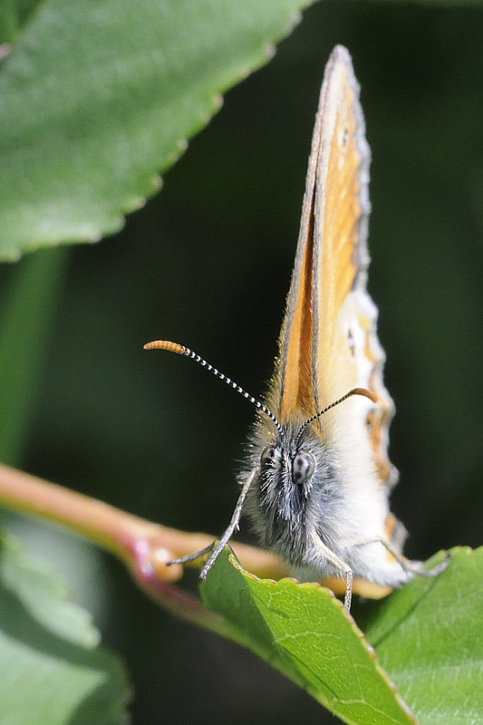 očkáň medničkový Coenonympha arcania