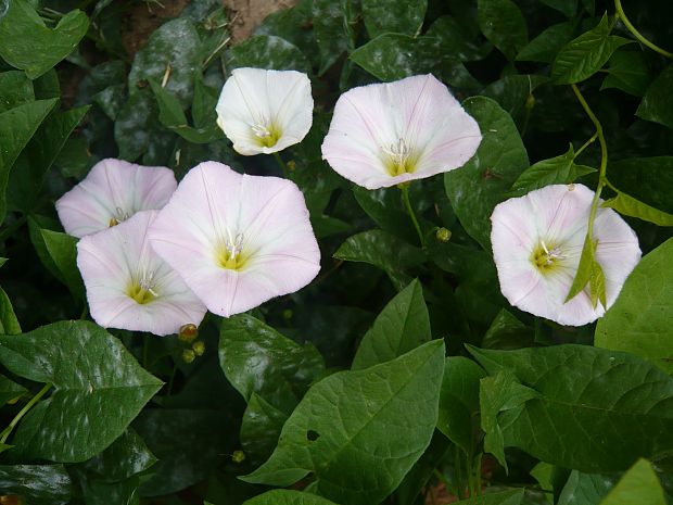 pupenec roľný Convolvulus arvensis L.