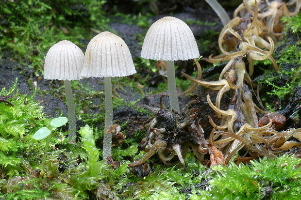 hnojník rozsiaty Coprinellus disseminatus (Pers.) J.E. Lange