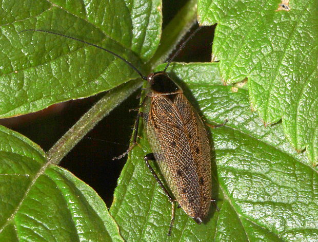 ? Ectobius sp.