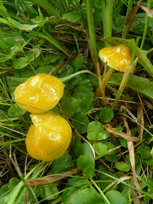 lúčnica žltozelená Gliophorus psittacinus (Schaeff.) Herink