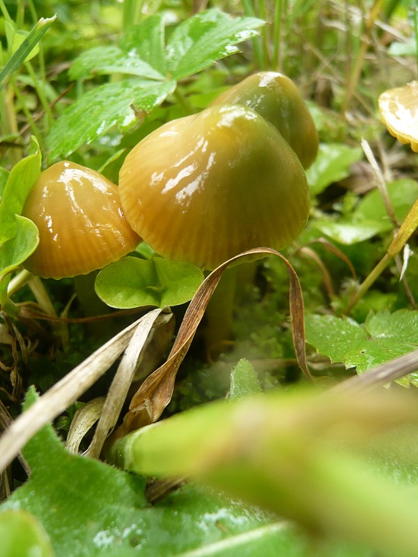 lúčnica žltozelená Gliophorus psittacinus (Schaeff.) Herink