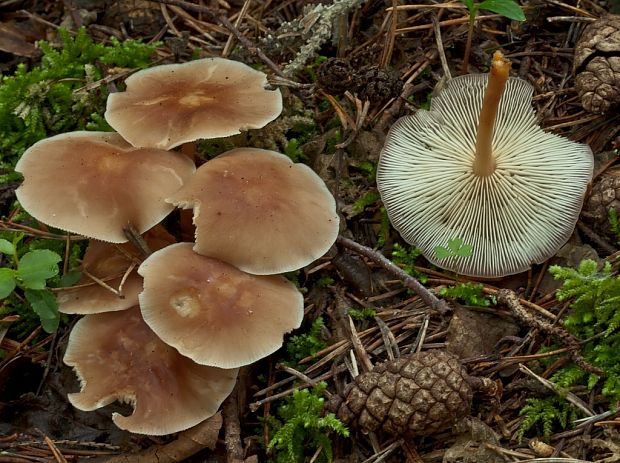 peniazovka hnedá Gymnopus ocior (Pers.) Antonín & Noordel.