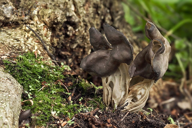 chriapač jamkatý Helvella lacunosa Afzel.