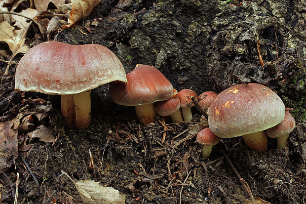 strapcovka tehlovočervená Hypholoma lateritium (Schaeff.) P. Kumm.