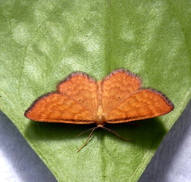 piadica hlinožltá Idaea serpentata Hufnagel, 1767