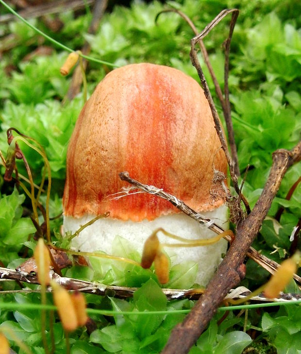 kozák Leccinum aerugineum (Fr.) Lannoy & Estadès