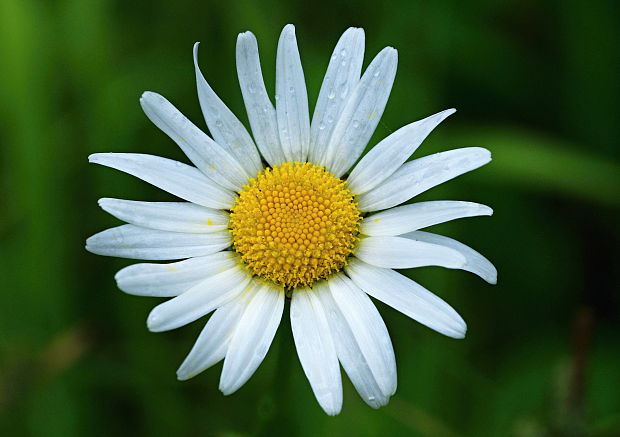 margaréta biela Leucanthemum vulgare Lam.