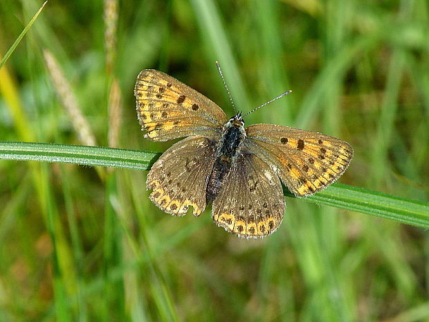 ohniváčik čiernoškvrnný - samička Lycaena tityrus  Poda, 1761