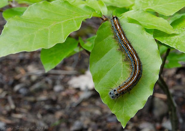 priadkovec obrúčkavý Malacosoma neustria