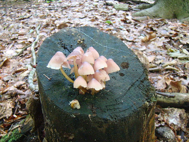 prilbička žltohlúbiková Mycena renati Quél.