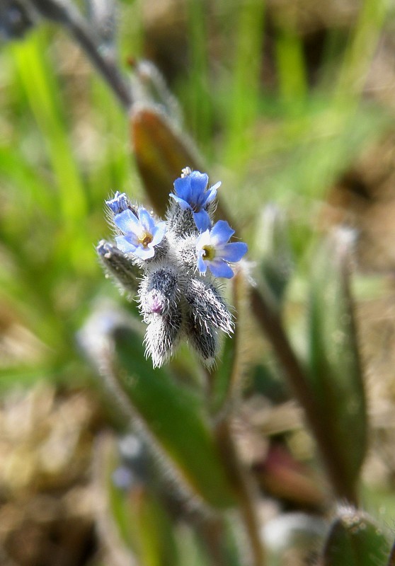 nezábudka drobnokvetá / pomněnka drobnokvětá Myosotis stricta Link ex Roem. et Schult.