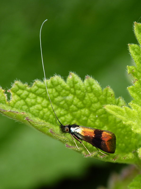 adéla marulková Nemophora fasciella Fabricius,1775