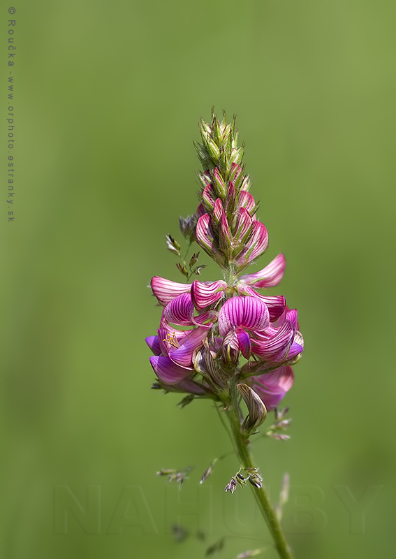 vičenec vikolistý Onobrychis viciifolia Scop.