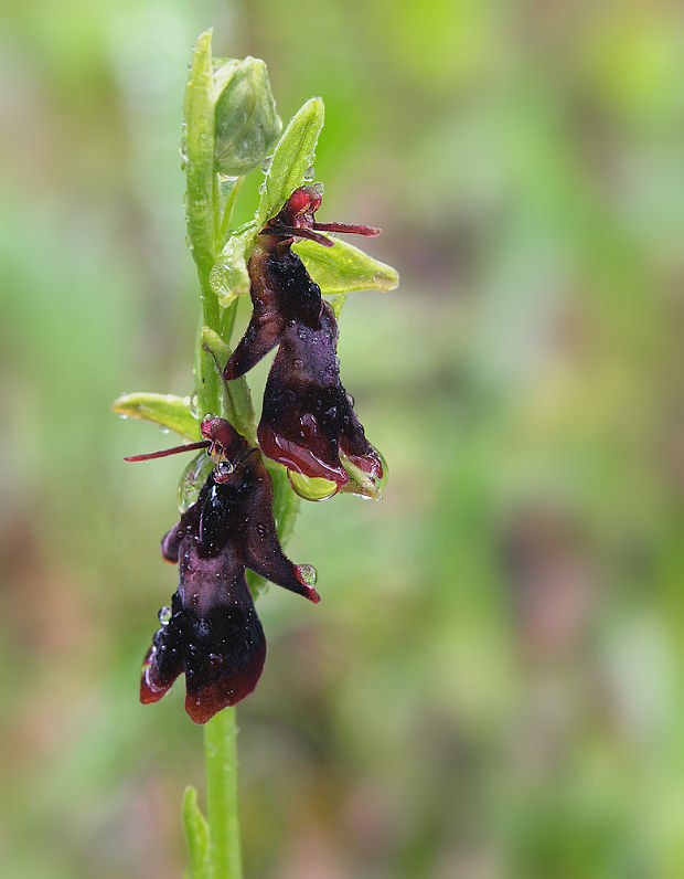 hmyzovník muchovitý Ophrys insectifera L.