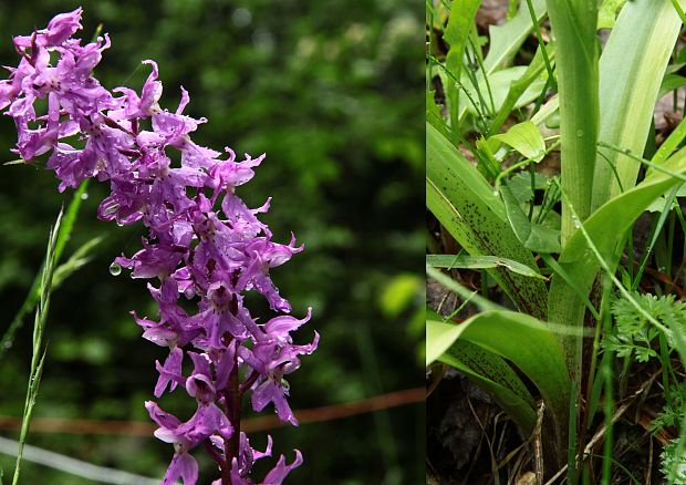 vstavač mužský poznačený Orchis mascula subsp. signifera (Vest) Soó