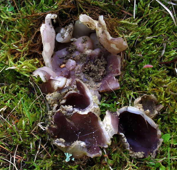 tulipánovka fialová Sarcosphaera coronaria (Jacq.) J. Schröt.