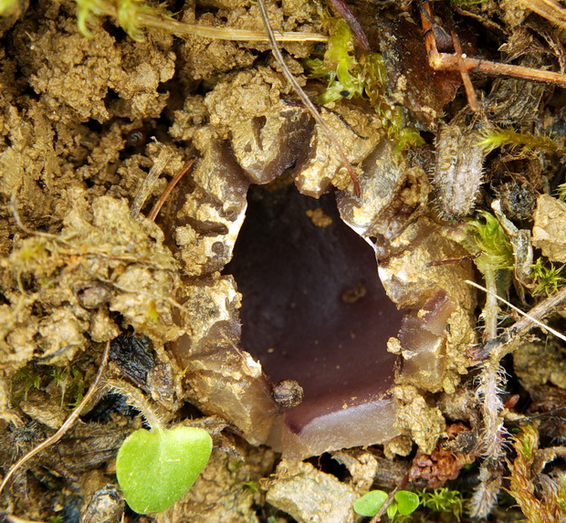 tulipánovka fialová Sarcosphaera coronaria (Jacq.) J. Schröt.