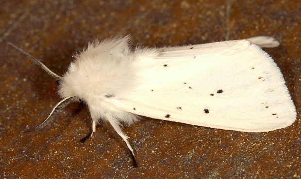 spriadač obyčajný / přástevník mátový Spilosoma lubricipeda