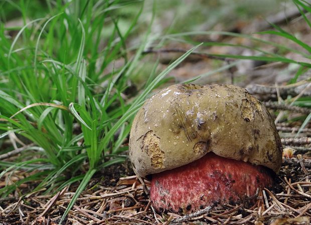 hríb zrnitohlúbikový Sutorius luridiformis (Rostk.) G. Wu & Zhu L. Yang