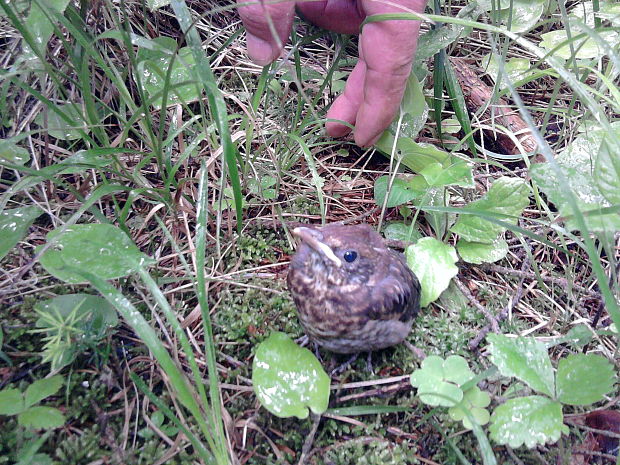 drozd čierny Turdus merula