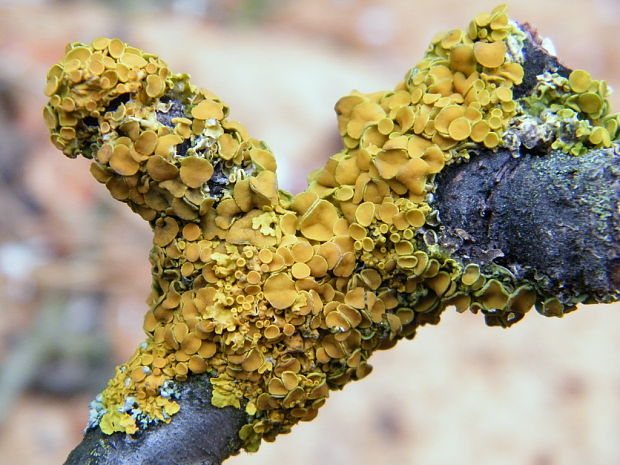 diskovník múrový Xanthoria parietina var. parietina