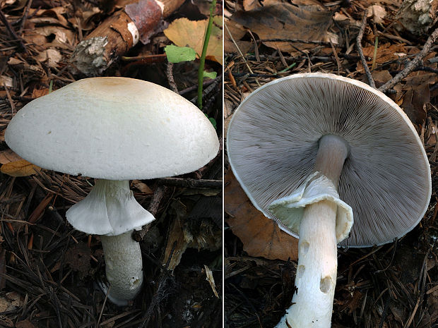 pečiarka hájová Agaricus sylvicola (Vittad.) Peck