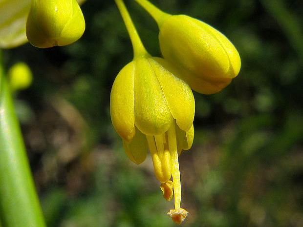 cesnak žltý Allium flavum L.