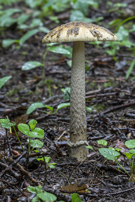 muchotrávka chrastavá Amanita ceciliae (Berk. & Broome) Bas