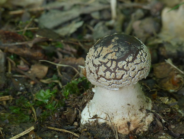 muchotrávka hrubá Amanita excelsa (Fr.) Bertill.