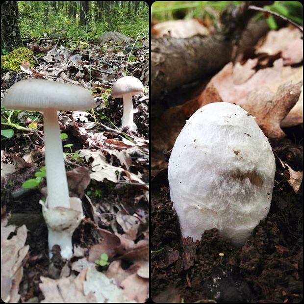 muchotrávka pošvatá Amanita vaginata (Bull.) Lam.