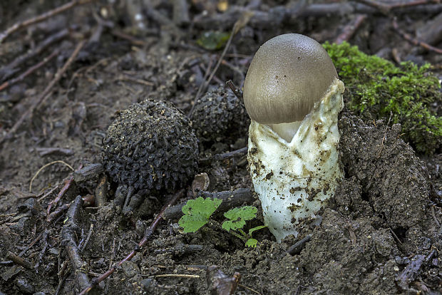 muchotrávka pošvatá Amanita vaginata (Bull.) Lam.