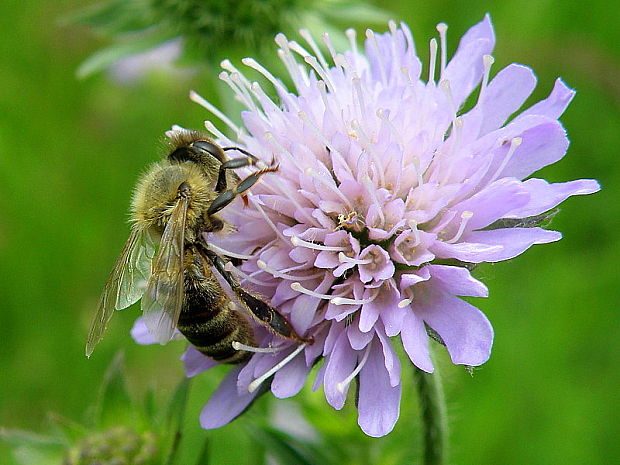 včela medonosná  Apis mellifera  L., 1758