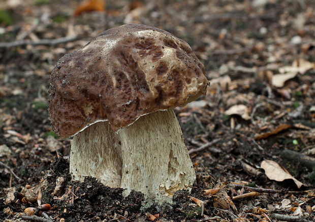 hríb smrekový Boletus edulis Bull.