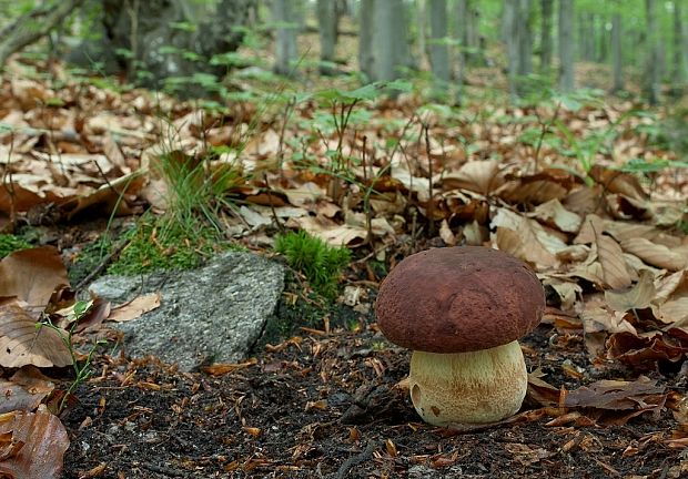 hríb sosnový Boletus pinophilus Pil. et Dermek in Pil.