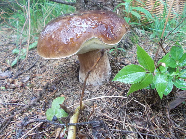 hríb smrekový Boletus reticulatus Schaeff.