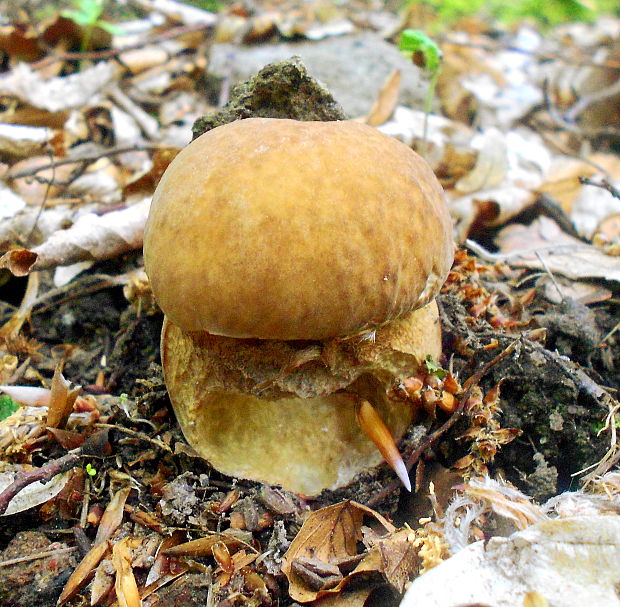 hríb dubový Boletus reticulatus Schaeff.