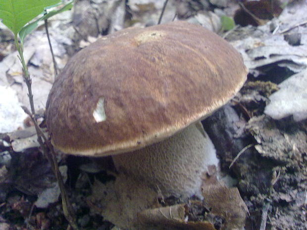 hríb dubový Boletus reticulatus Schaeff.