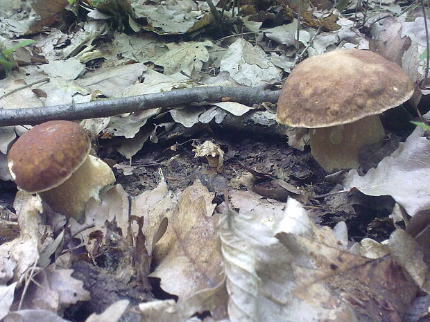 hríb dubový Boletus reticulatus Schaeff.