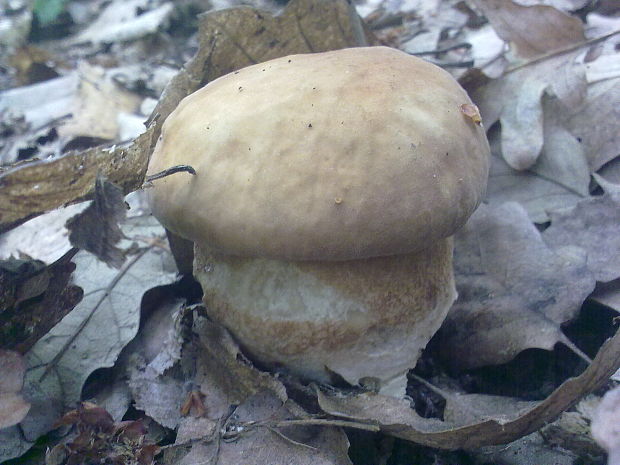 hríb dubový Boletus reticulatus Schaeff.