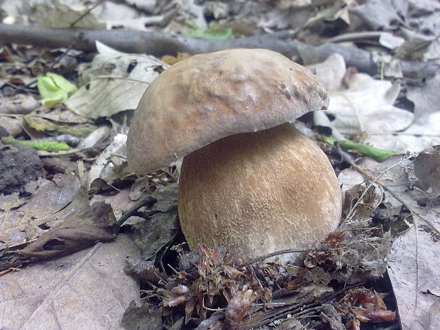 hríb dubový Boletus reticulatus Schaeff.