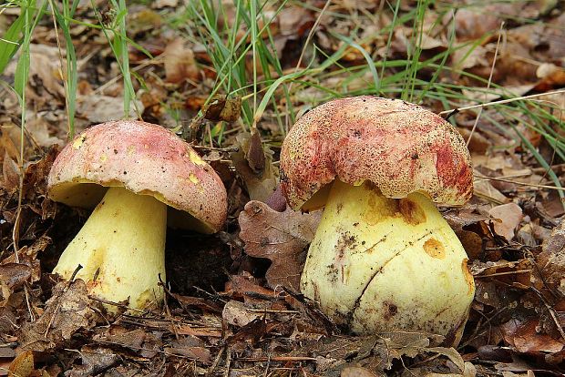 hríb kráľovský Butyriboletus regius (Krombh.) D. Arora & J.L. Frank